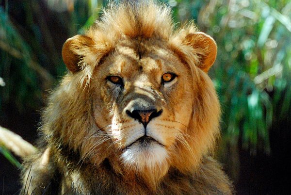 Quels sont les meilleurs parcs nationaux pour observer les lions en Afrique de l'Est ?