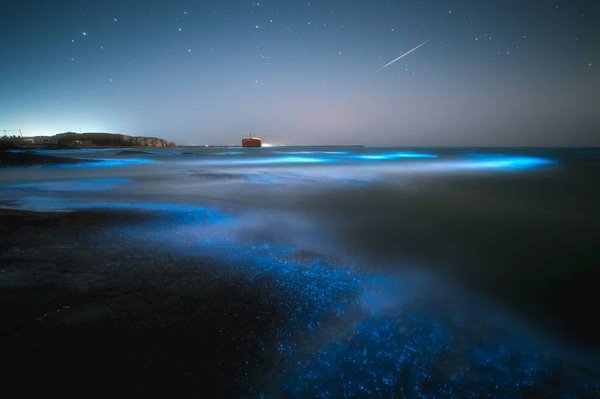 Quelles croisières offrent des cours sur la bioluminescence marine?